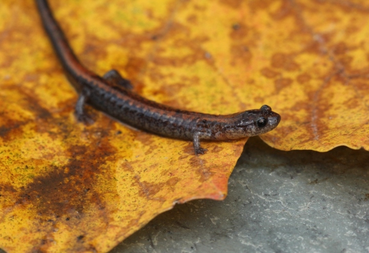 Redback Salamander